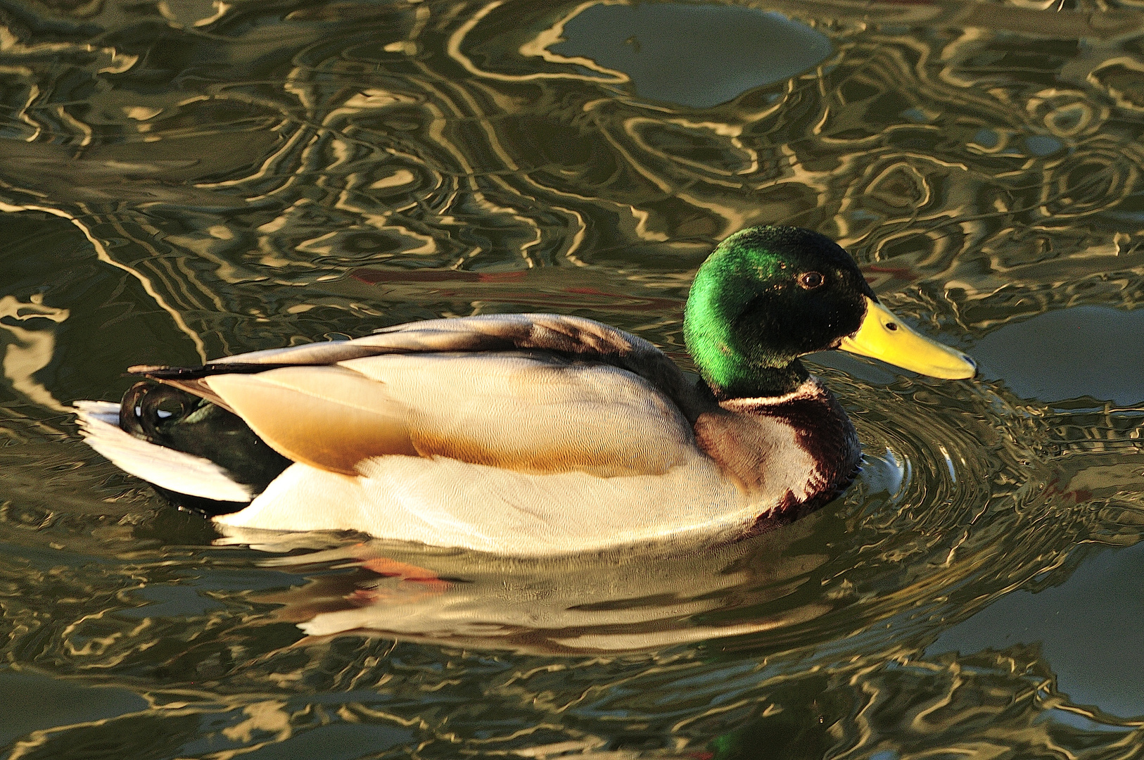 Ente in der Sonne