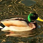 Ente in der Sonne