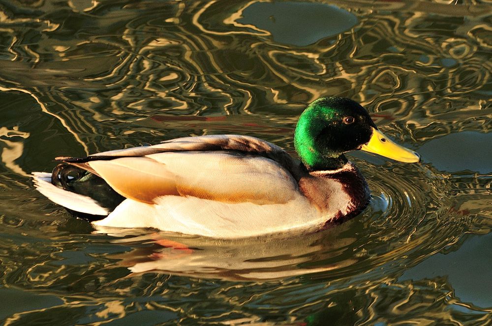 Ente in der Sonne