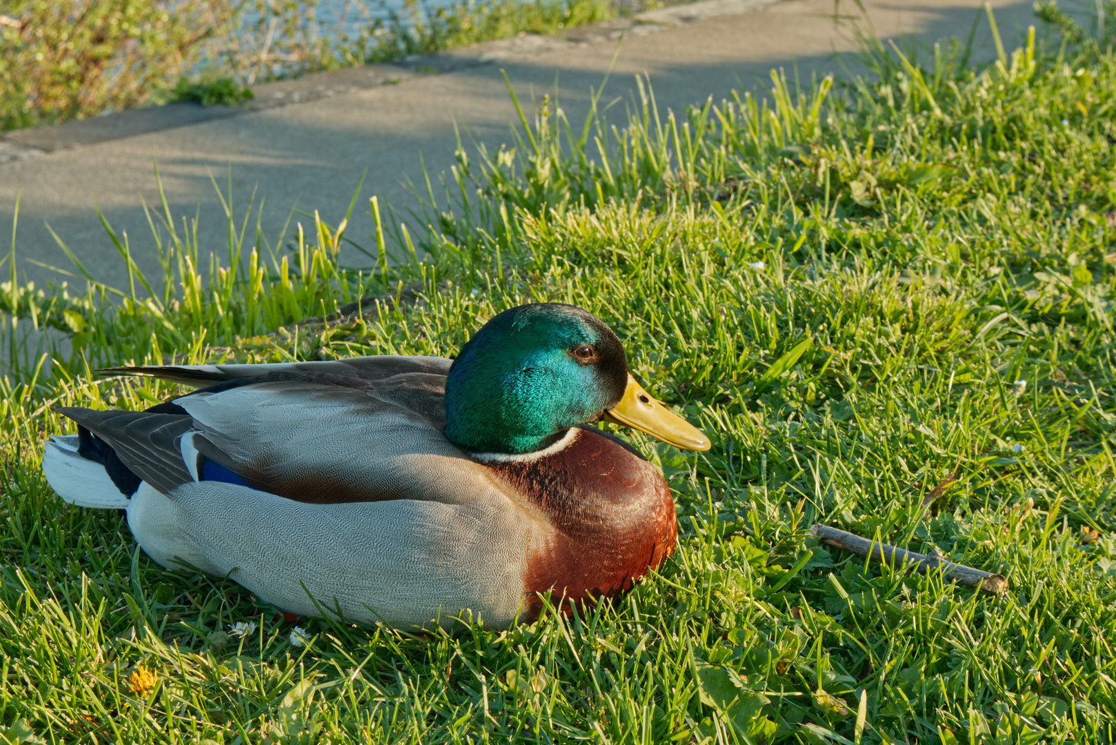 Ente in der Sonne