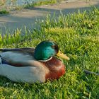 Ente in der Sonne