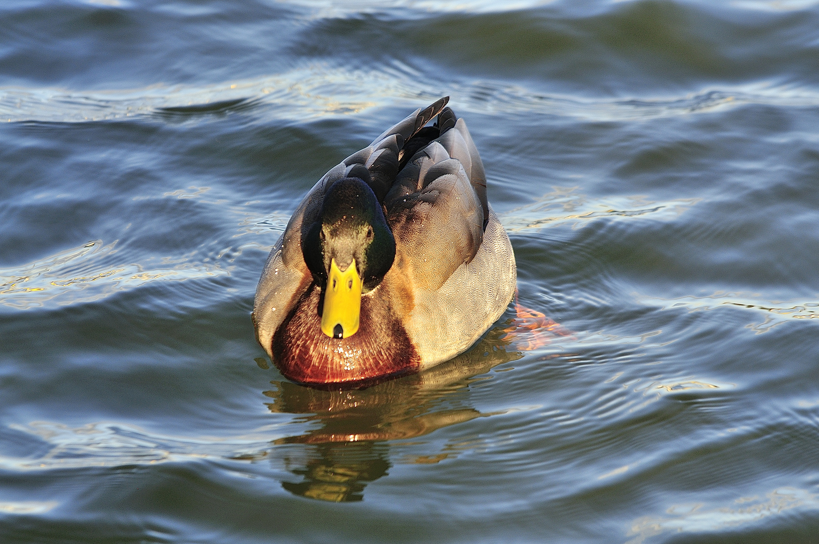 Ente in der Sonne_2