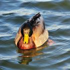 Ente in der Sonne_2