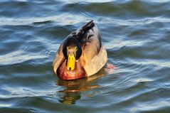 Ente in der Sonne_2