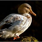 Ente in der tiefstehenden Abendsonne