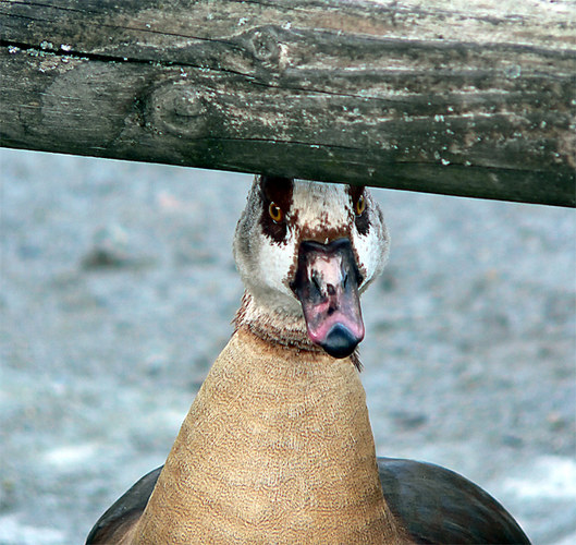 Ente in der Wilhelma