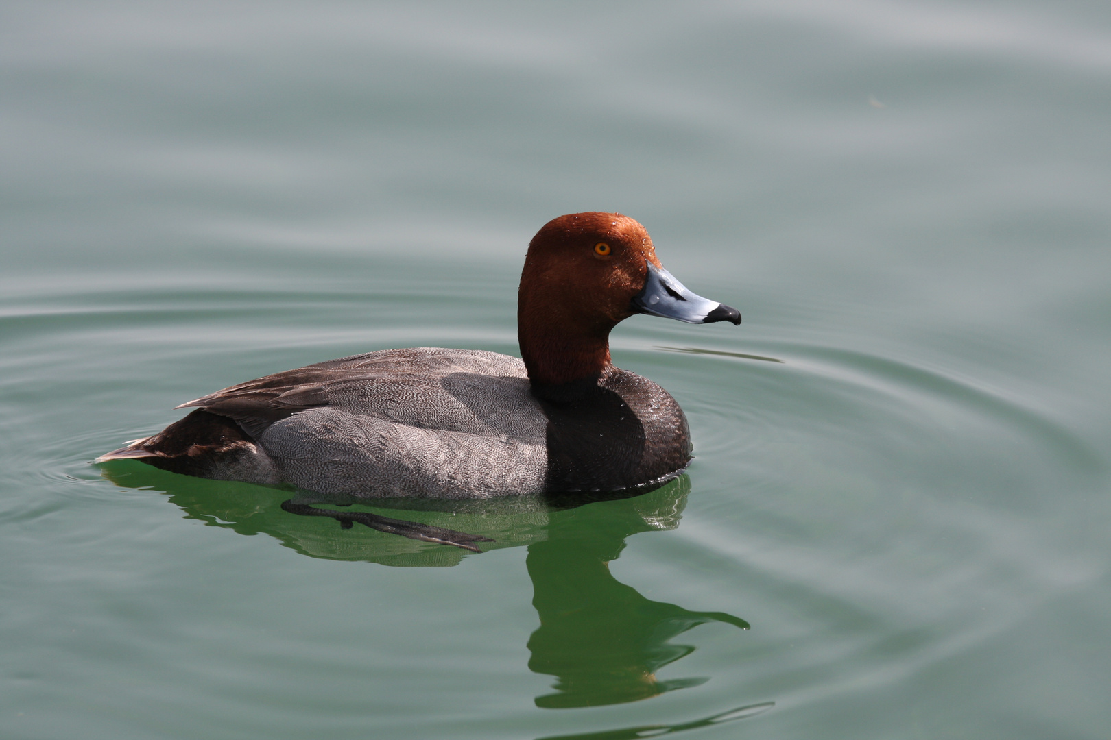 Ente in der Wüste