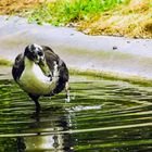 Ente in Eberswalder Zoo