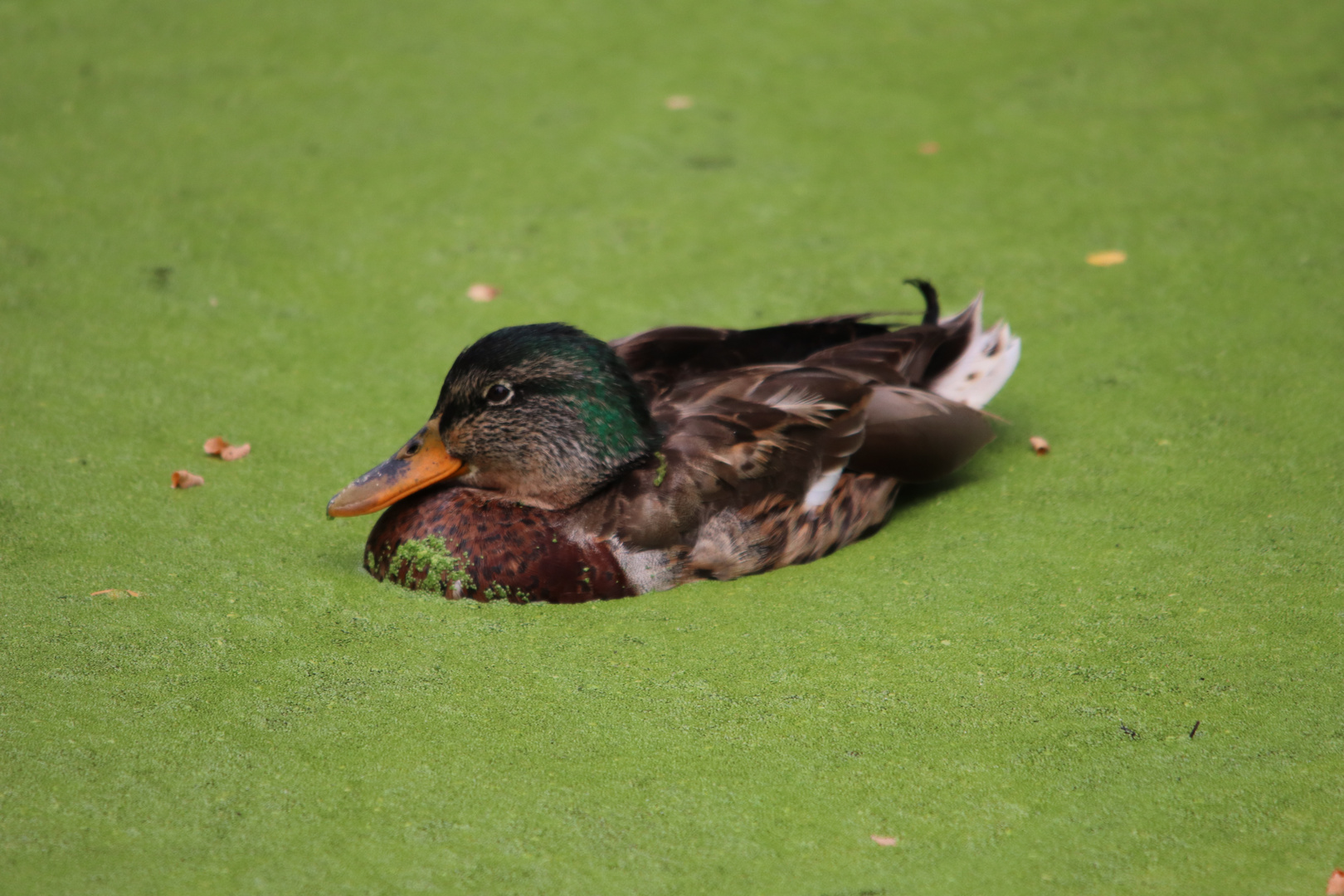 Ente in Entengrütze.......