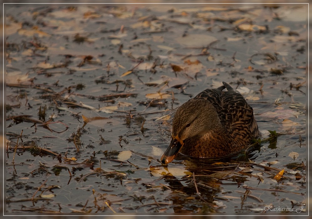 Ente in Fahrt!