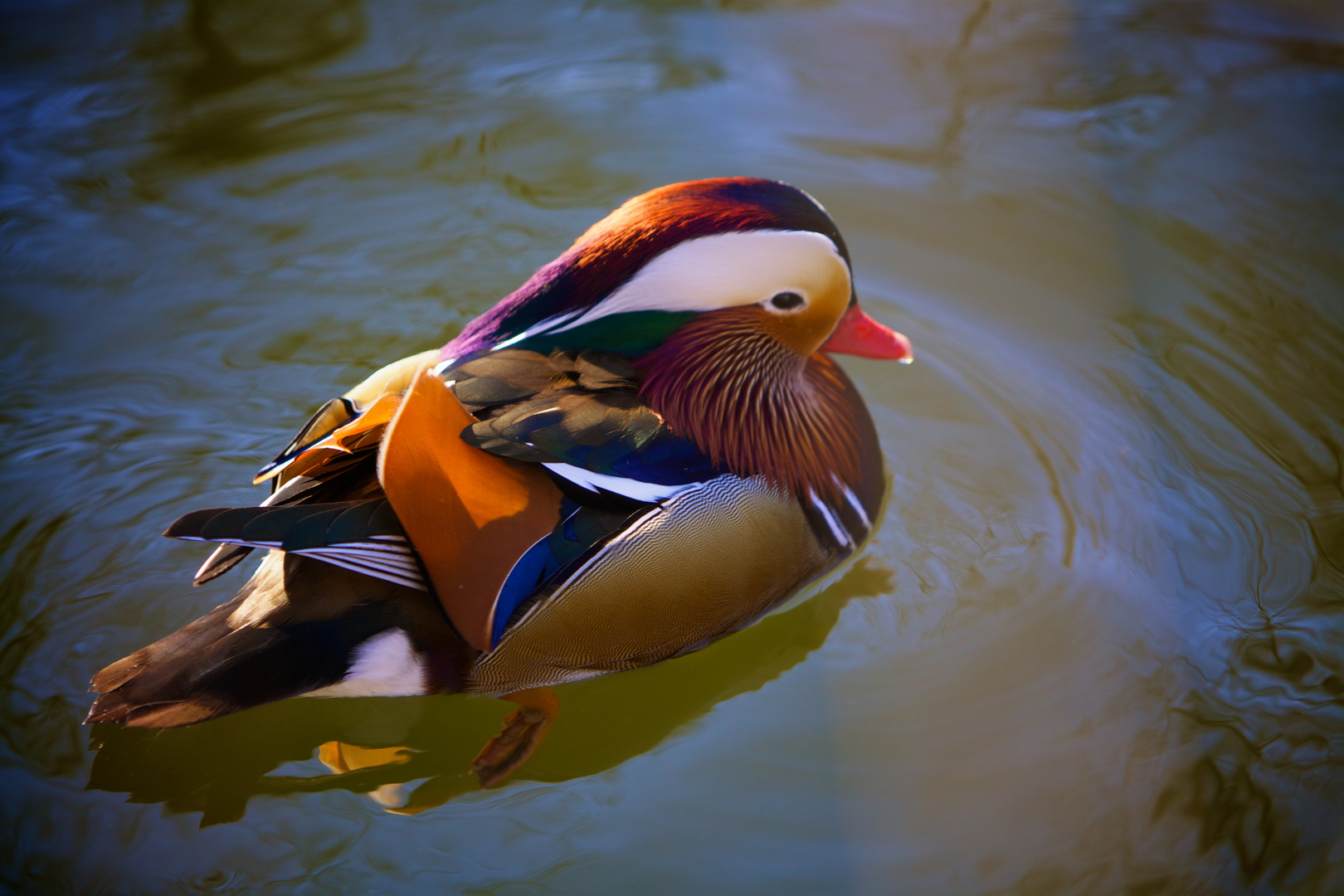 Ente in Farbe