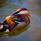 Ente in Farbe