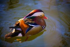 Ente in Farbe