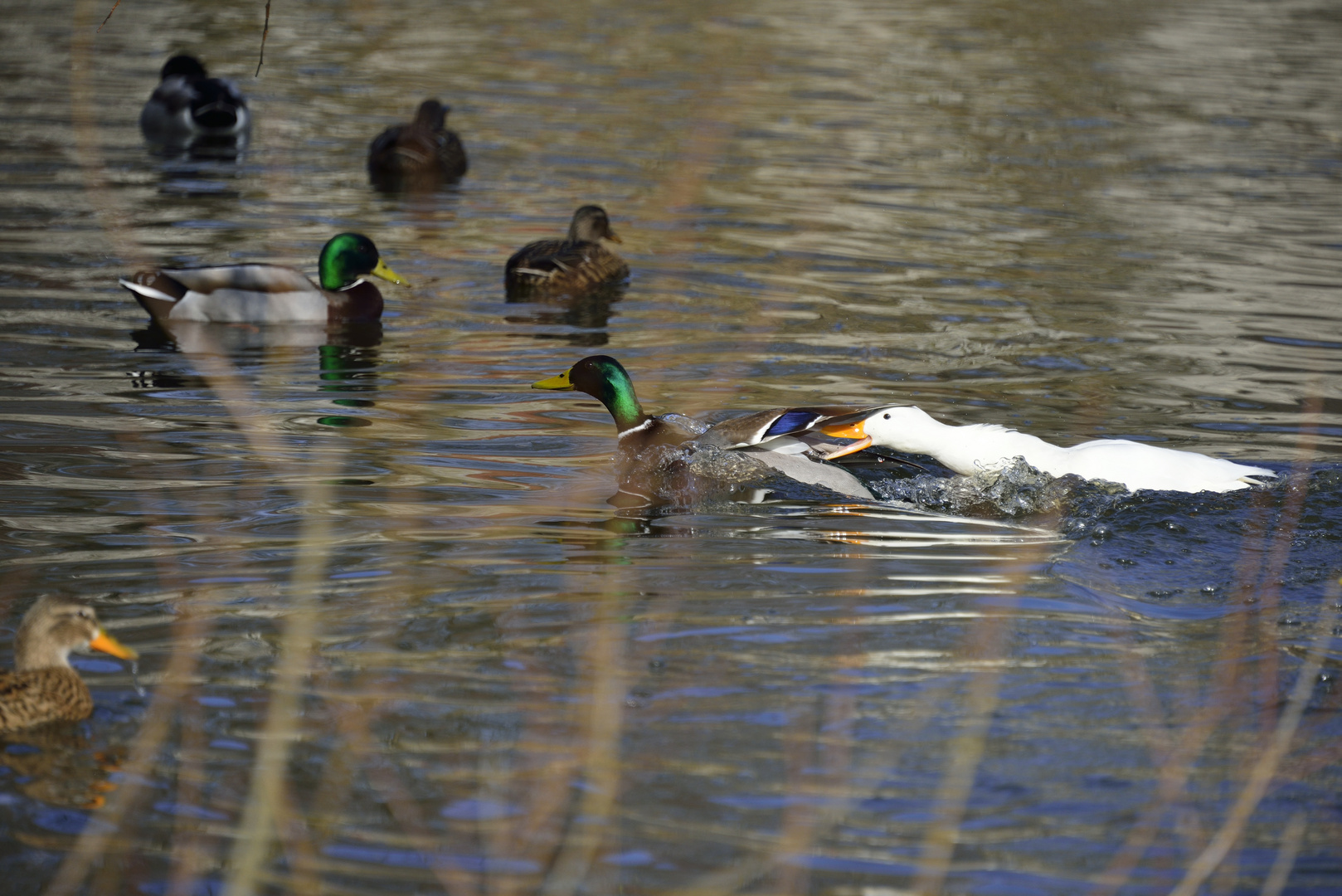 Ente in Freiheit