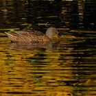 Ente in Gold