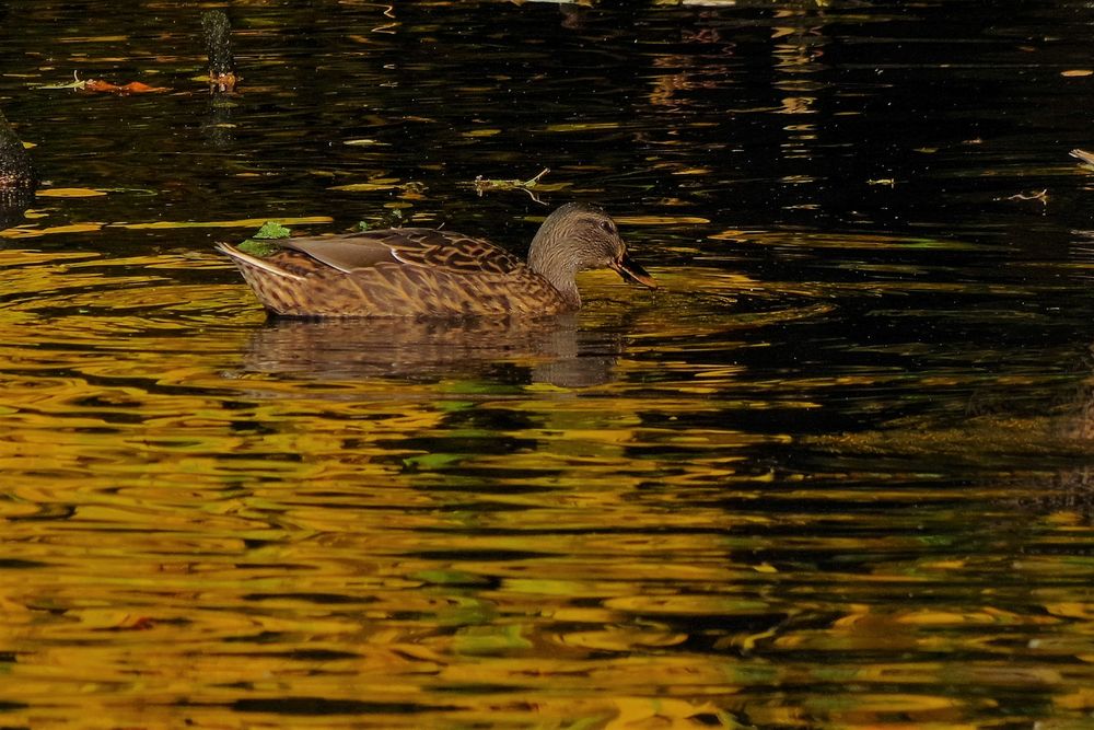 Ente in Gold