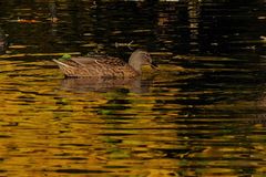 Ente in Gold