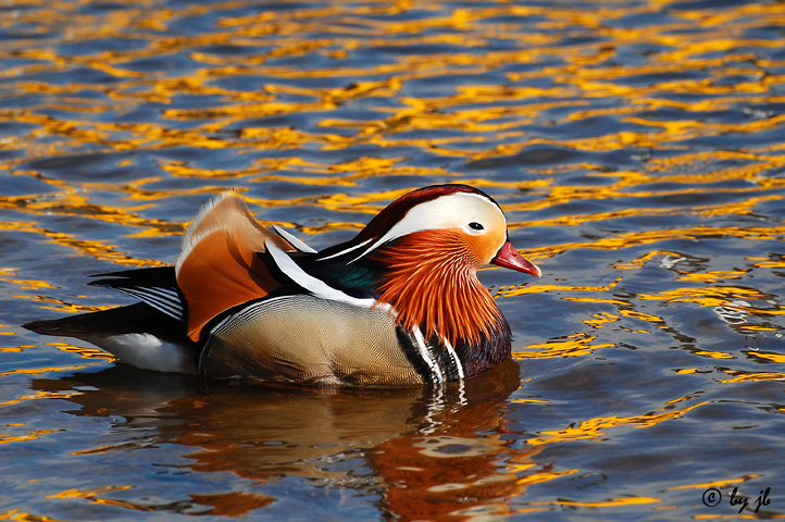 Ente in "Goldwasser"