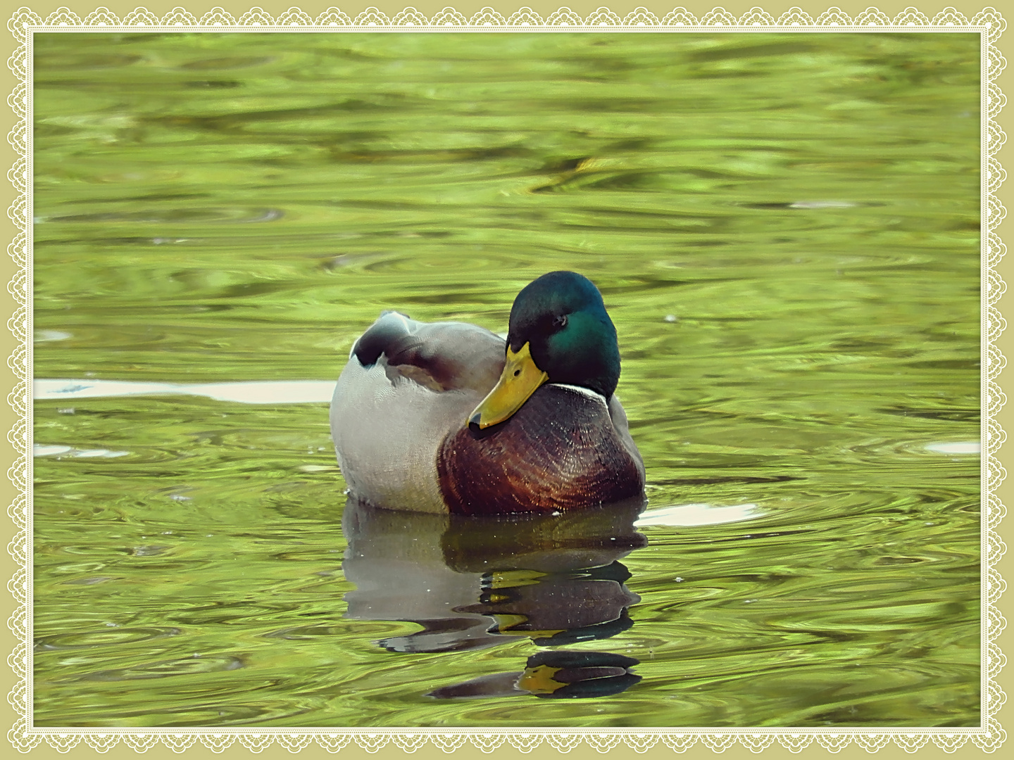 Ente in GRÜN