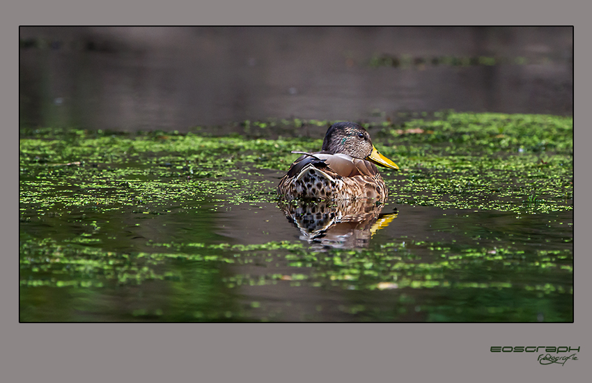 Ente in Grütze