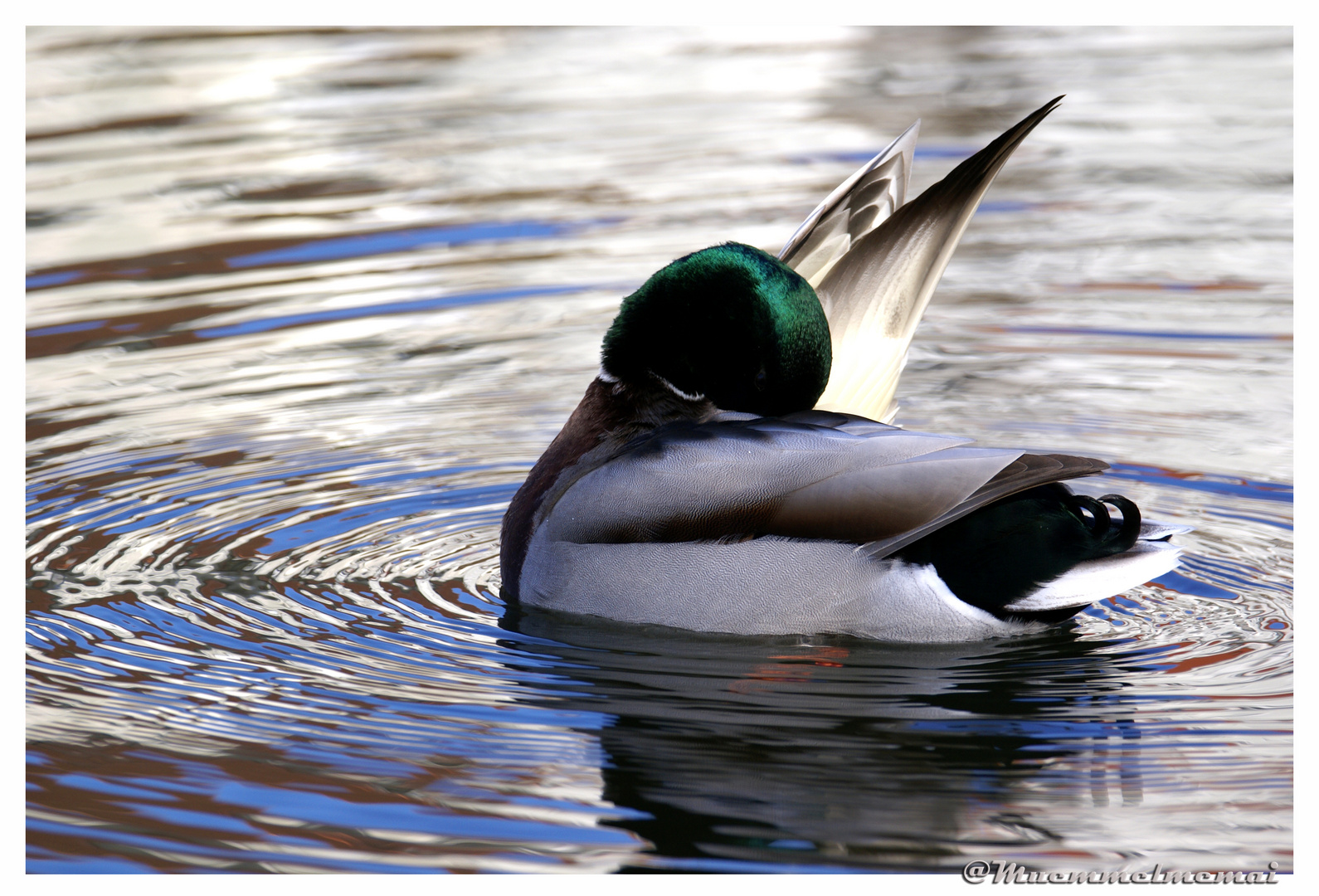 Ente in Ihrer vollkommenen Eleganz