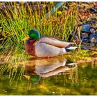 Ente in meinem Gartenteich