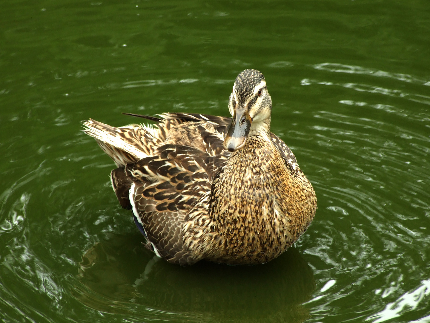 Ente in Molden