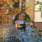 Ente in Natur-Wasserfarbe