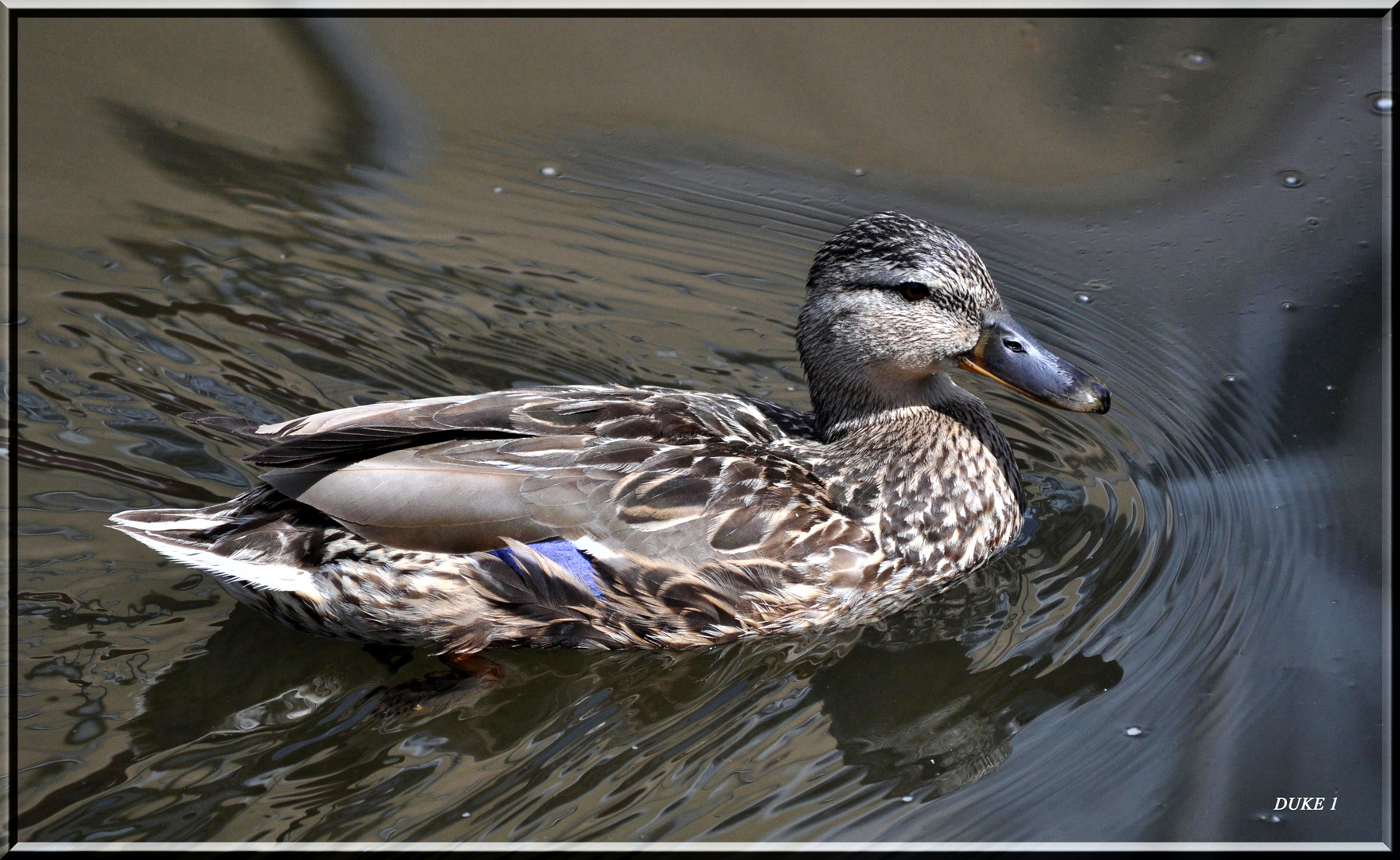 Ente in Oil .