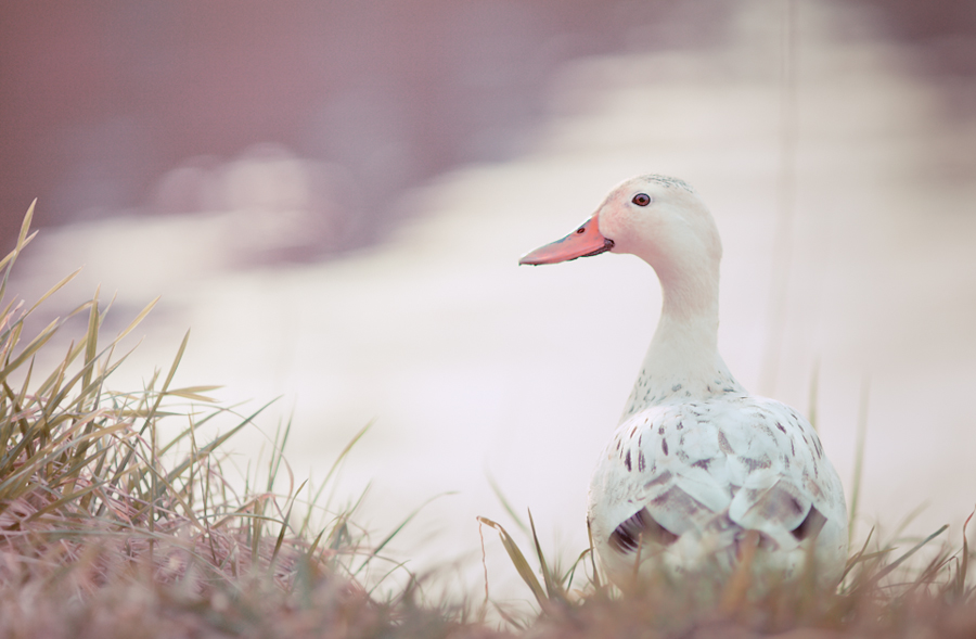 Ente in Pastell