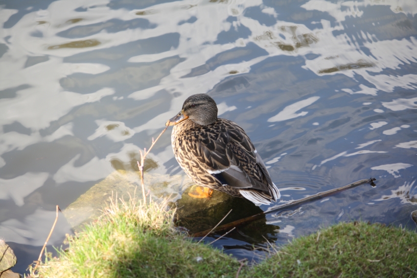 Ente in Pose