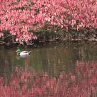 Ente in Rot