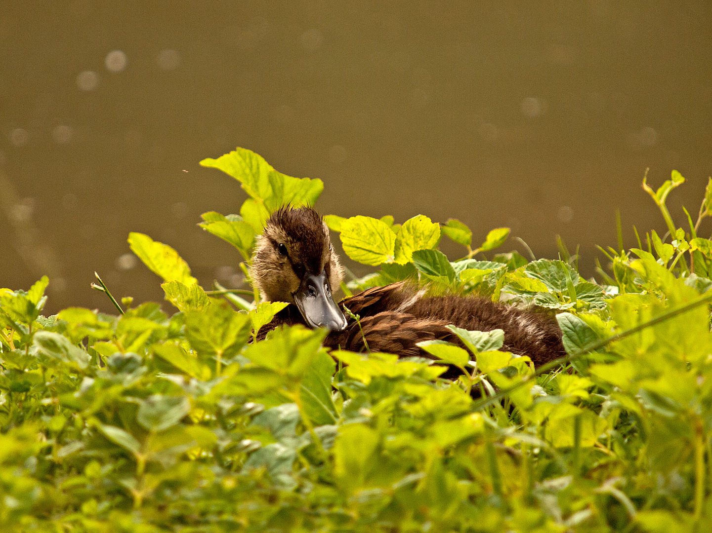 Ente in "Salat" .....