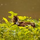 Ente in "Salat" .....