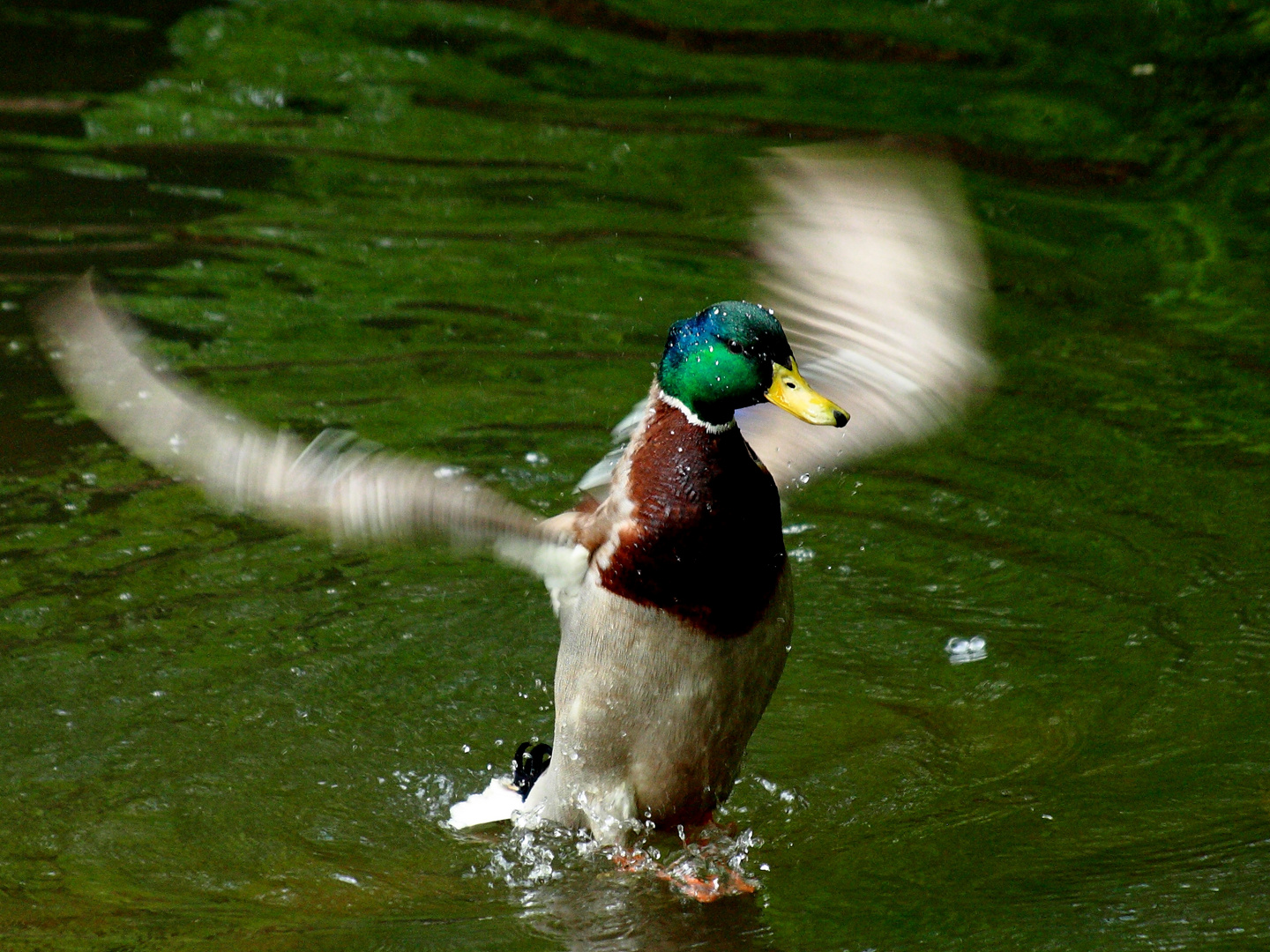 Ente in Schwingung