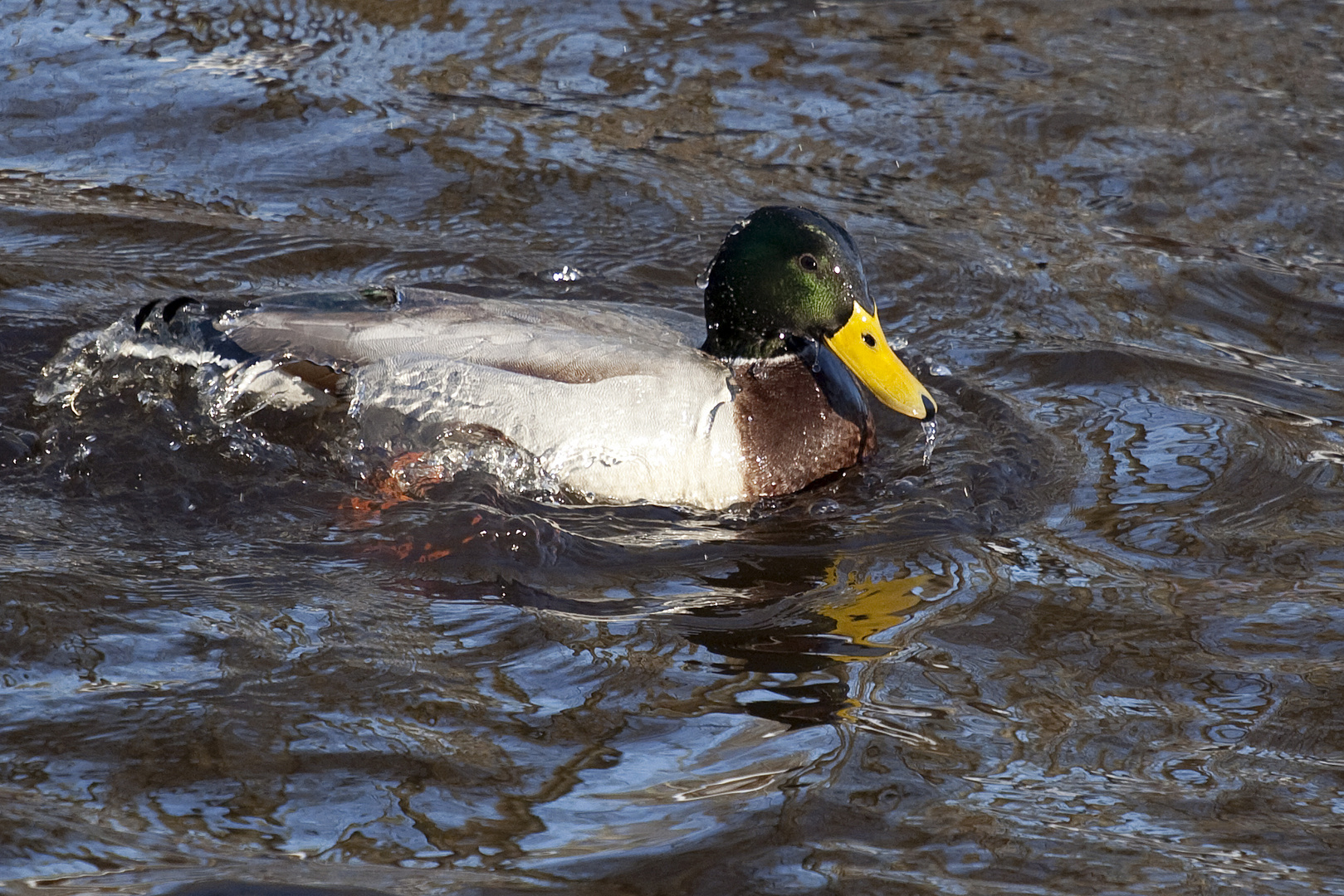 Ente in sehr kaltem Wasser