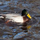 Ente in sehr kaltem Wasser