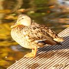 Ente in Stadtpark Nordhausen 2012