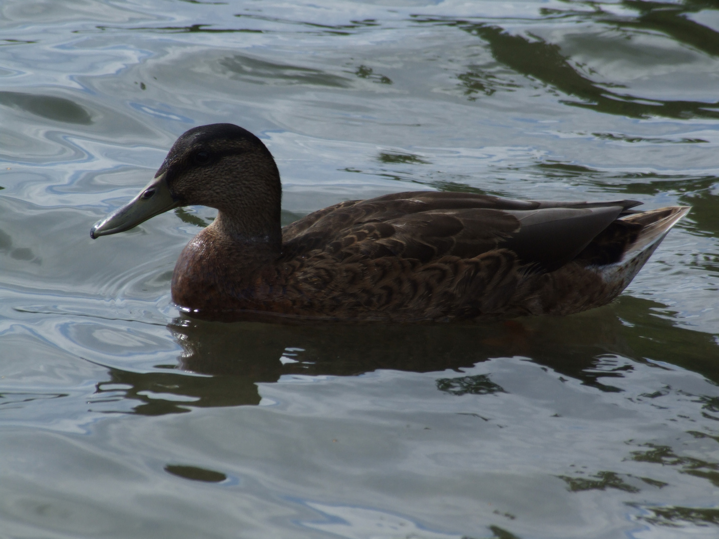 Ente in Wasser