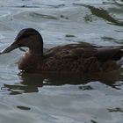 Ente in Wasser