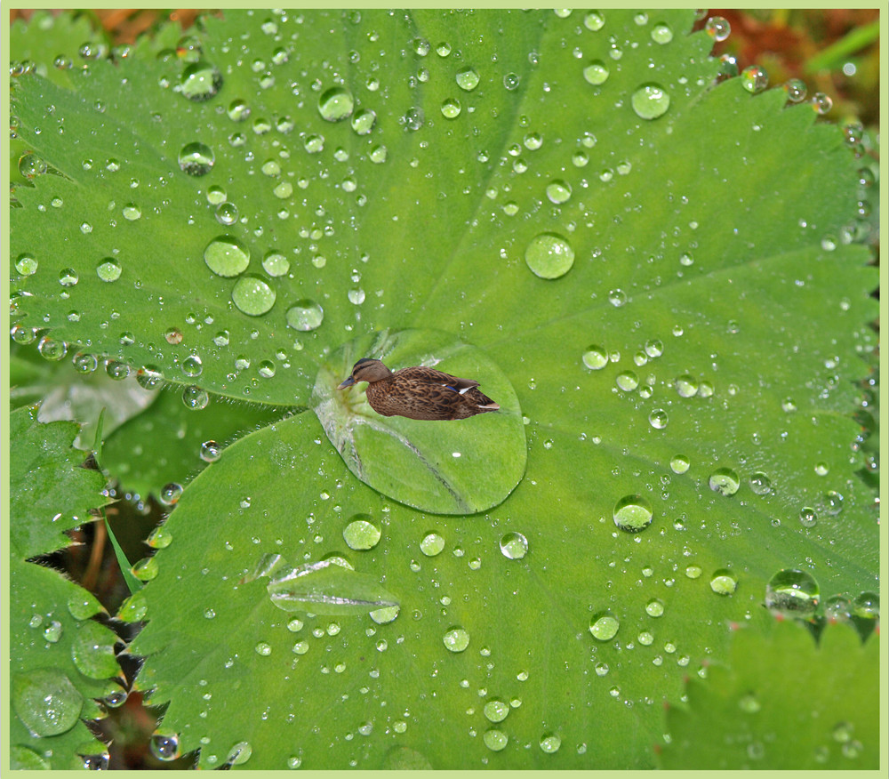 Ente in Wassertropfen