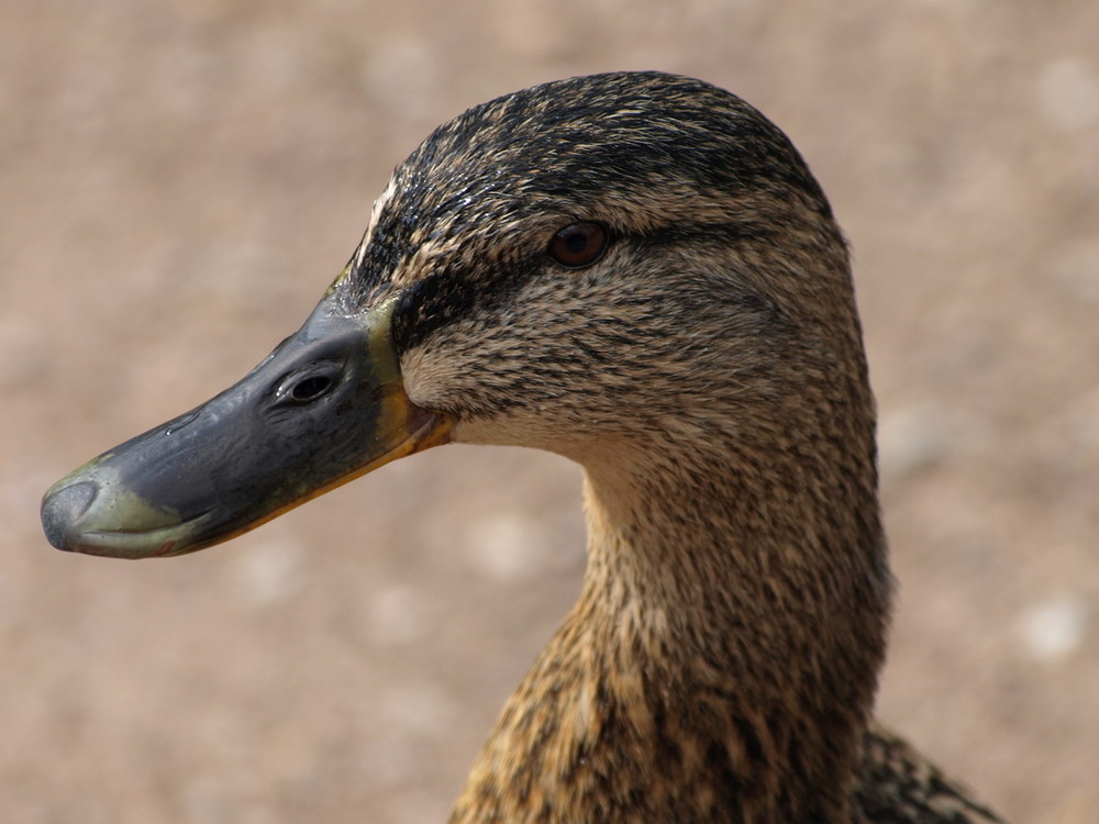 Ente in Weimar