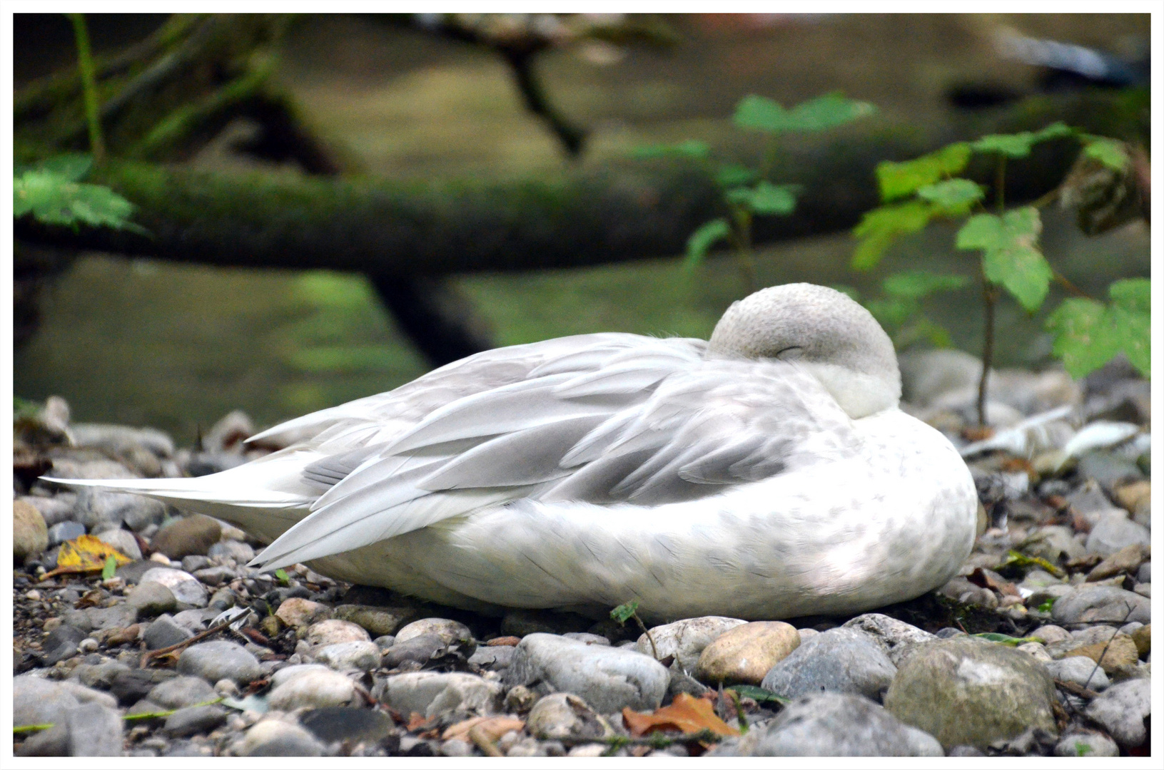 Ente in weiß