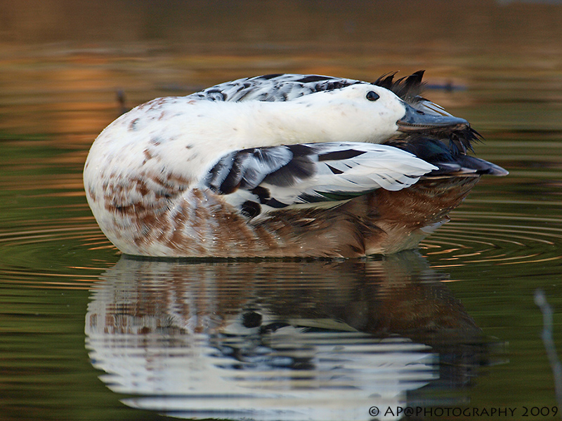 Ente in winterlicher Lichtstimmung