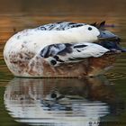 Ente in winterlicher Lichtstimmung