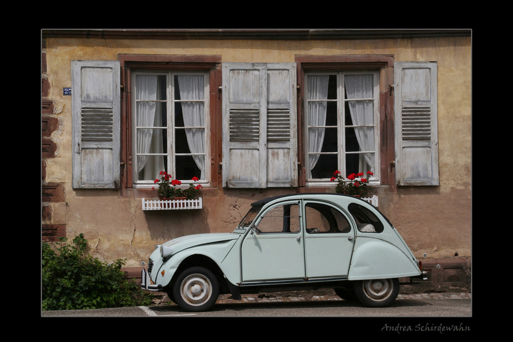 Ente in Wissembourg