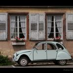 Ente in Wissembourg