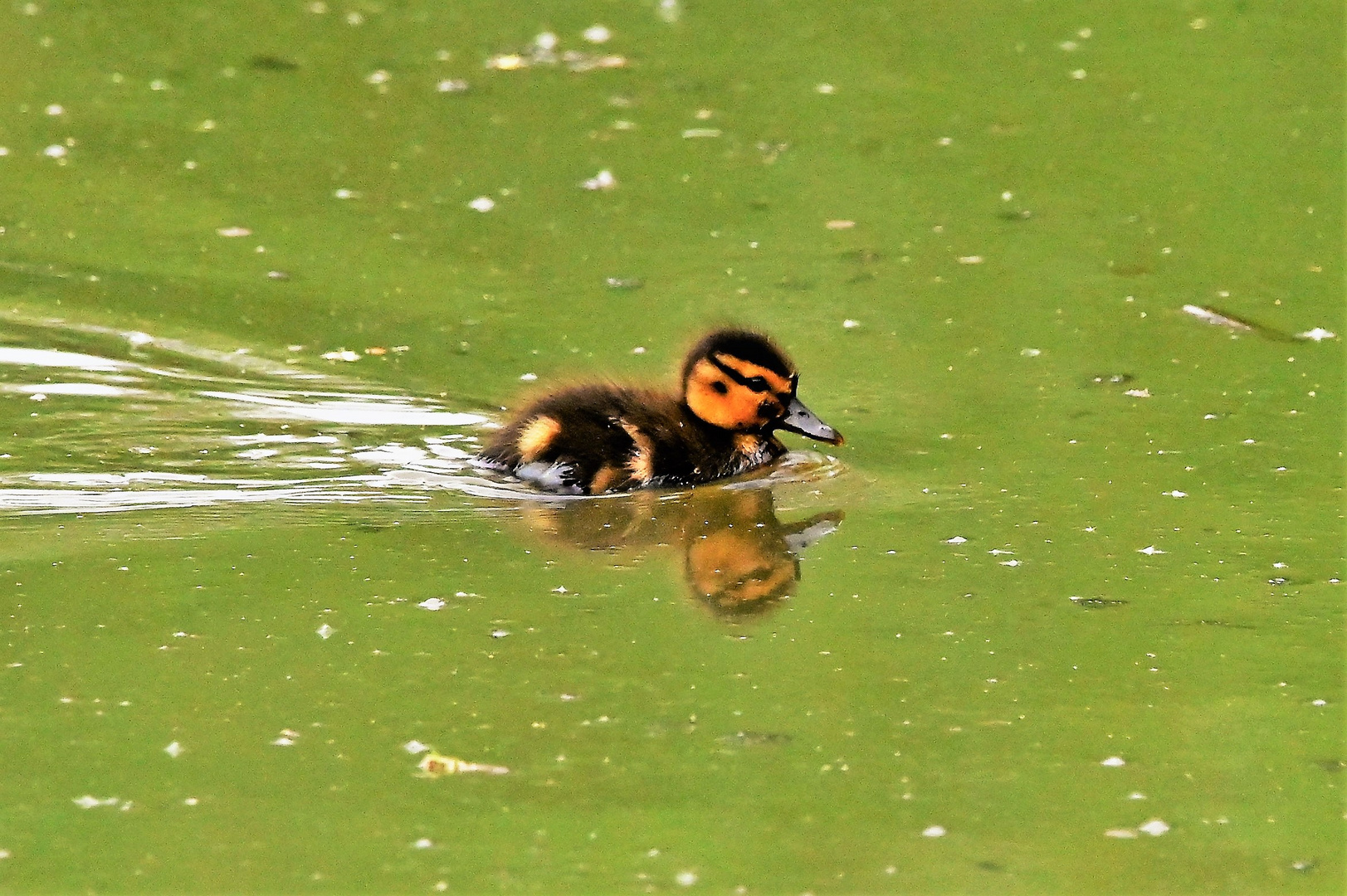 Ente klein