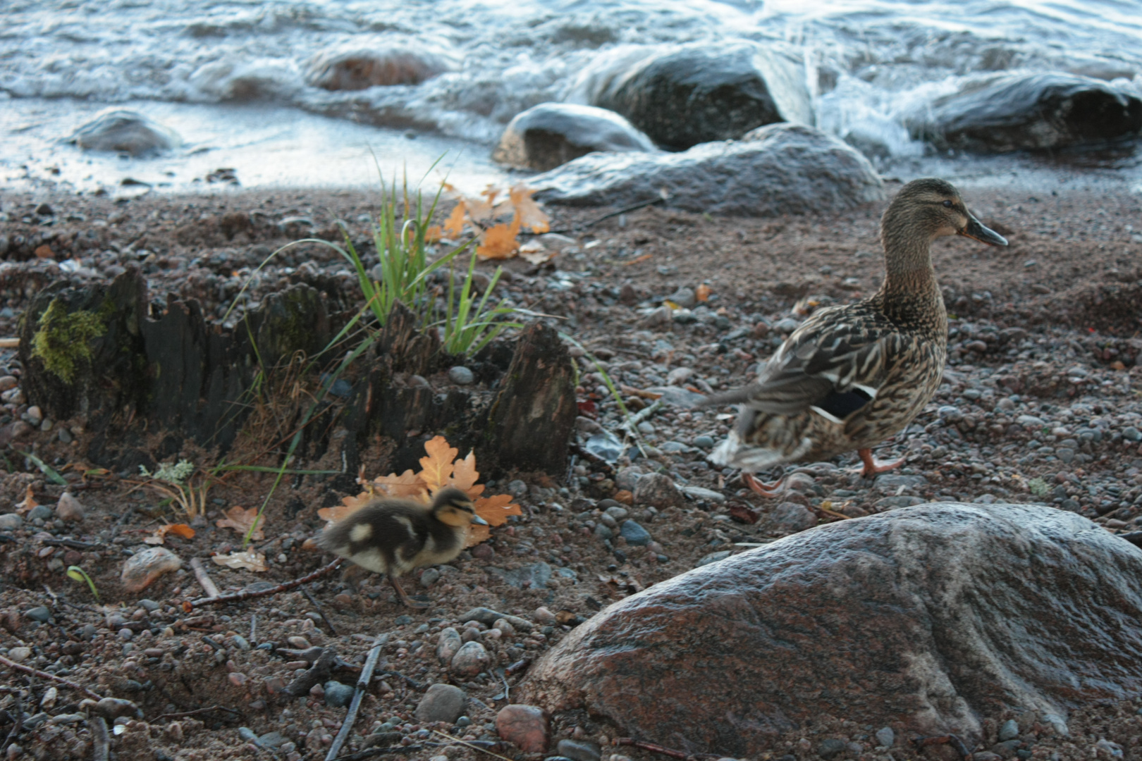 Ente + Kücken