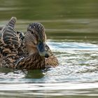 Ente kurz nach dem auftauchen